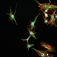 Fluorescent Inverted Biological Microscope