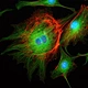 Fluorescent Inverted Biological Microscope
